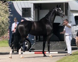 Zuchtstute Rosebell MH (KWPN (Niederländisches Warmblut), 2021, von Jameson RS2)