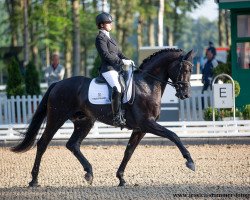 dressage horse Vigazzo (Hanoverian, 2016, from Vivaldi)