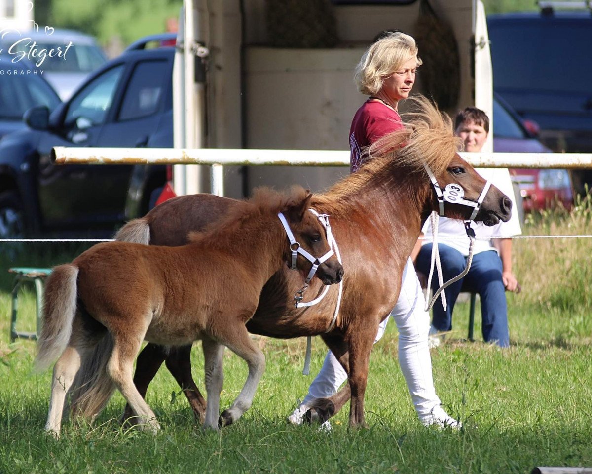horse Corey aus dem Wendland (Shetland Pony, 2019, from Chris van 't Zand)