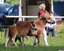 Pferd Corey aus dem Wendland (Shetland Pony, 2019, von Chris van 't Zand)