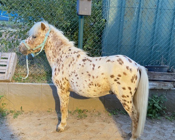 Springpferd Sioux van Stalmiraculix (Dt.Part-bred Shetland Pony, 2016, von Daydream Storm)