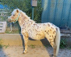 Springpferd Sioux van Stalmiraculix (Dt.Part-bred Shetland Pony, 2016, von Daydream Storm)