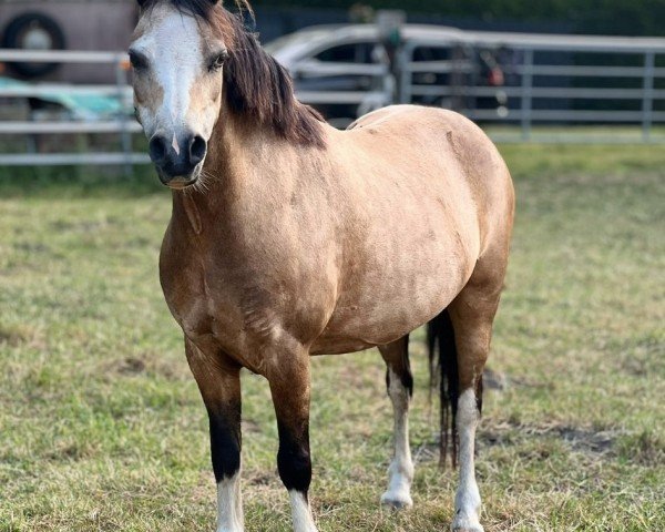 Zuchtstute Moorwegs Alina (Welsh Mountain Pony (Sek.A), 2009, von Weston Mr. Model)