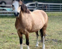 Zuchtstute Moorwegs Alina (Welsh Mountain Pony (Sek.A), 2009, von Weston Mr. Model)