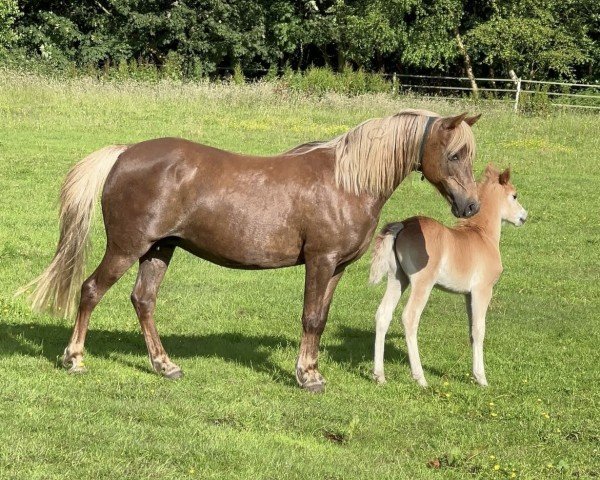 Pferd Aurea (Nederlands Welsh Ridepony, 2006)