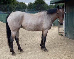 Springpferd Darcy's Roan Lilly (Araber, 2011)