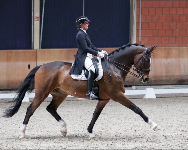 dressage horse Saphir 429 (Rhinelander, 2010, from San Amour I)