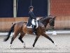 dressage horse Saphir 429 (Rhinelander, 2010, from San Amour I)