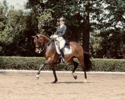 dressage horse Heaven Sent TCS (KWPN (Royal Dutch Sporthorse), 2012, from Florencio I)