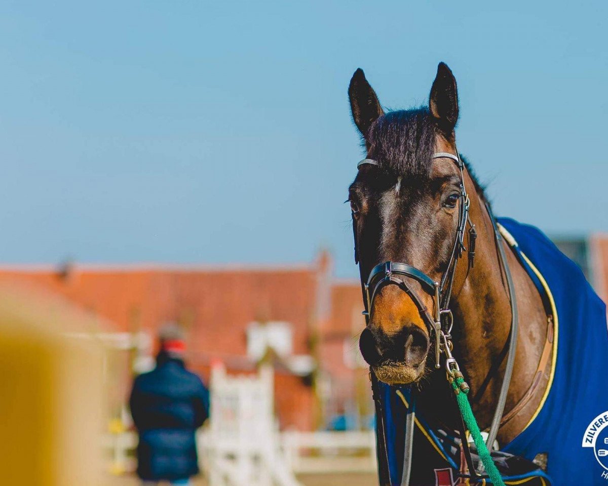 jumper Jalvaro II (Belgian Warmblood, 2009, from Calvaro Z)