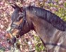 jumper Boccaccio 44 (Oldenburg show jumper, 2011, from Balou du Rouet)