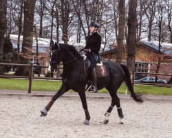 dressage horse Dancetto (Oldenburg, 2015, from Danciano)