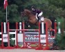 jumper Cedo (German Sport Horse, 2010, from Casdorff)