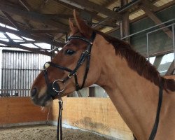 dressage horse Lotta 269 (Oldenburg, 2010, from L'espoir)