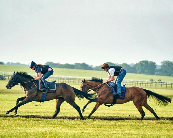 broodmare Lady Bowthorpe xx (Thoroughbred, 2016, from Nathaniel xx)