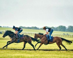 broodmare Lady Bowthorpe xx (Thoroughbred, 2016, from Nathaniel xx)