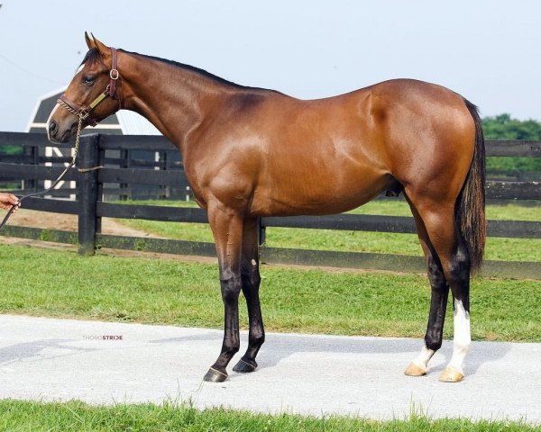 horse Hengst von Malibu Moon xx (Thoroughbred, 2020, from Malibu Moon xx)