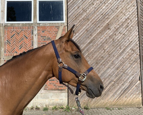 Pferd Little Cimba (Holsteiner, 2017, von Orlando van de Heffinck)