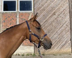 Pferd Little Cimba (Holsteiner, 2017, von Orlando van de Heffinck)