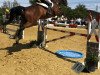 jumper Gadermie 2 (KWPN (Royal Dutch Sporthorse), 2011, from Limbus)