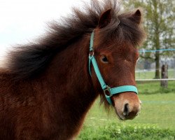 stallion Freakys Viano (Dt.Part-bred Shetland pony, 2016, from Valentin von der Ostsee)