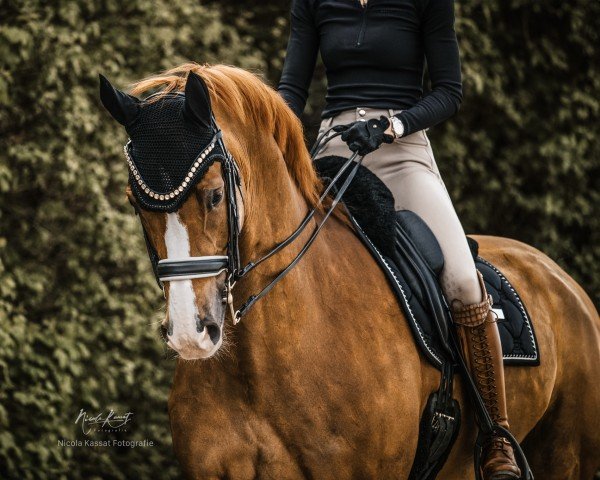 dressage horse Special Edition D (Hanoverian, 2013, from Spörcken)