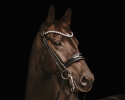 dressage horse Quintus 205 (Hanoverian, 2017, from Quantensprung 3)