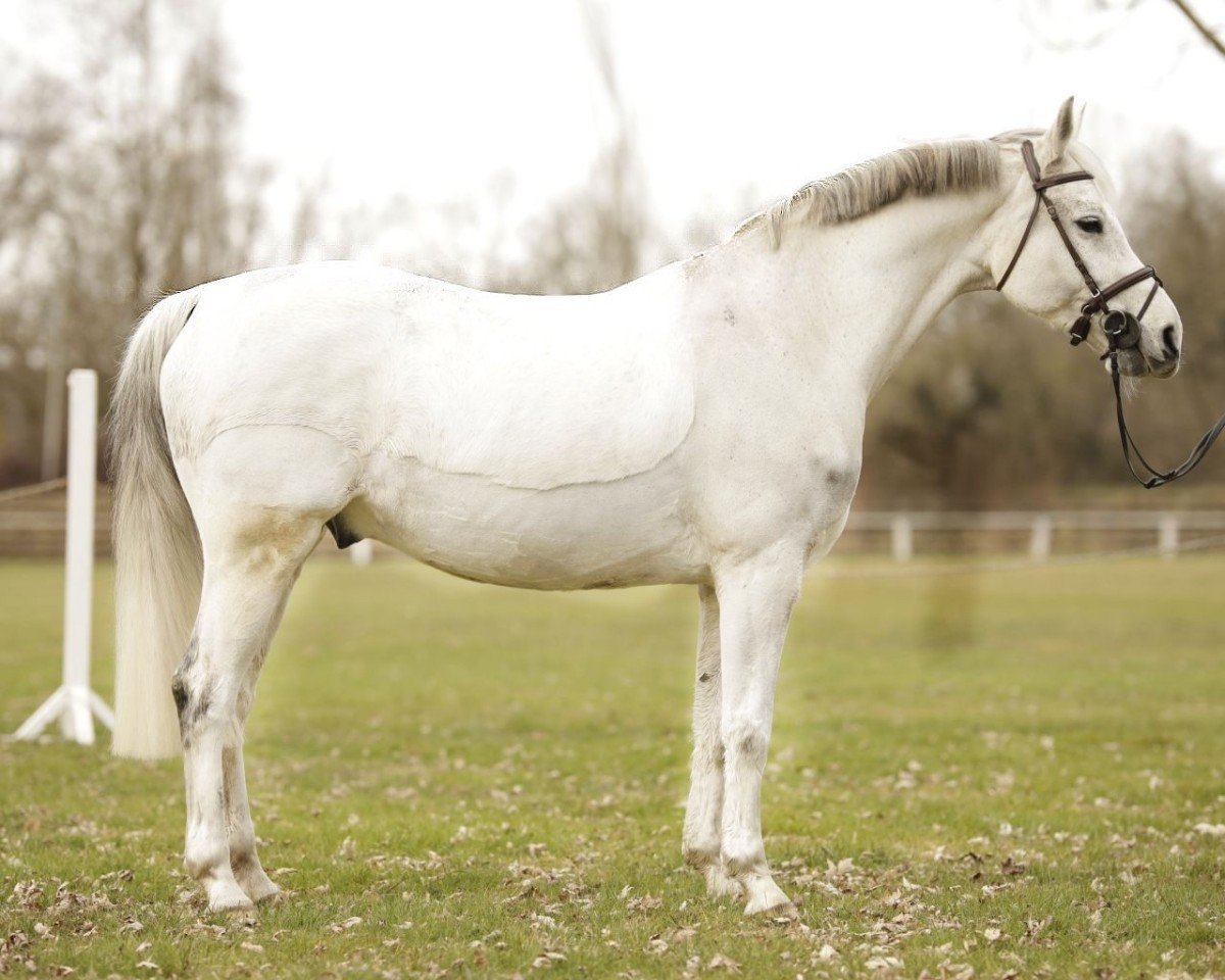 jumper Cracker by Jet (Oldenburg, 2009, from Contendro I)