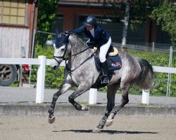 jumper Music de Muze (Belgian Warmblood, 2012, from Bamako de Muze)