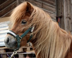 stallion Freakys Domino (Dt.Part-bred Shetland pony, 2015, from Daan van de Bekkenkamp)