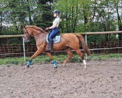 dressage horse Flair 222 (Austrian Warmblood, 2009, from Flatley 2)