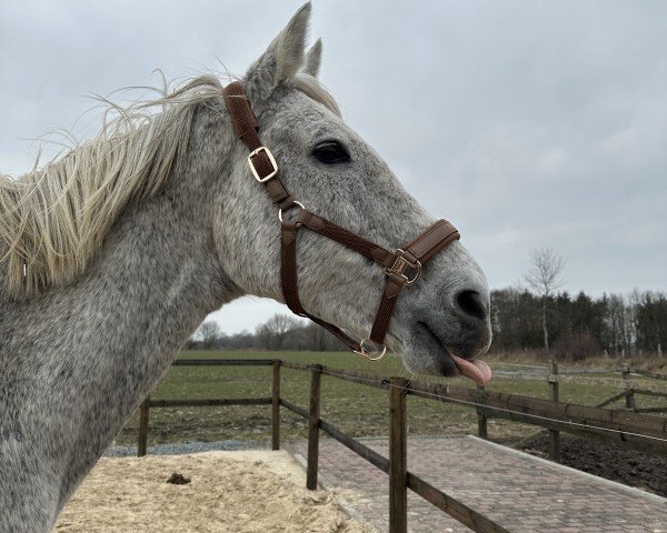 broodmare Baila (Holsteiner, 2009, from Carentan)