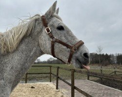 broodmare Baila (Holsteiner, 2009, from Carentan)