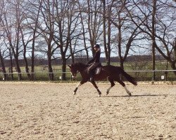 dressage horse Ginger 854 (Polish Pony, 2006, from Famos)