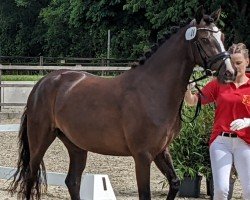 dressage horse Philomara (German Riding Pony, 2019, from Cayuga San WE)