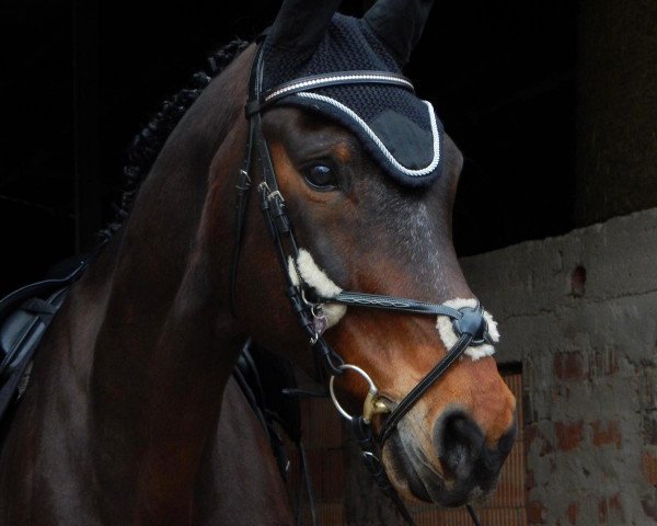 dressage horse Sannja-Luca (Westphalian, 2004, from Stedinger)