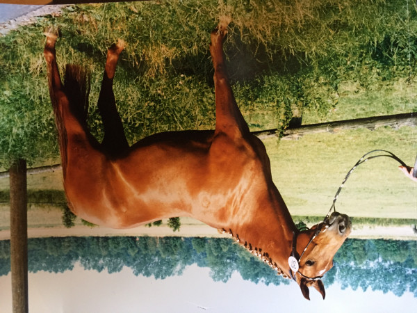 broodmare Leona (German Riding Pony, 1986, from Leonardo)