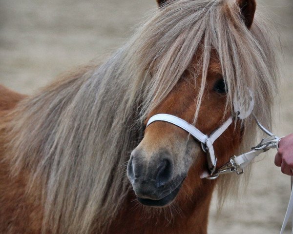 Pferd Nanika aus dem Wendland (Shetland Pony, 2015, von Georg)