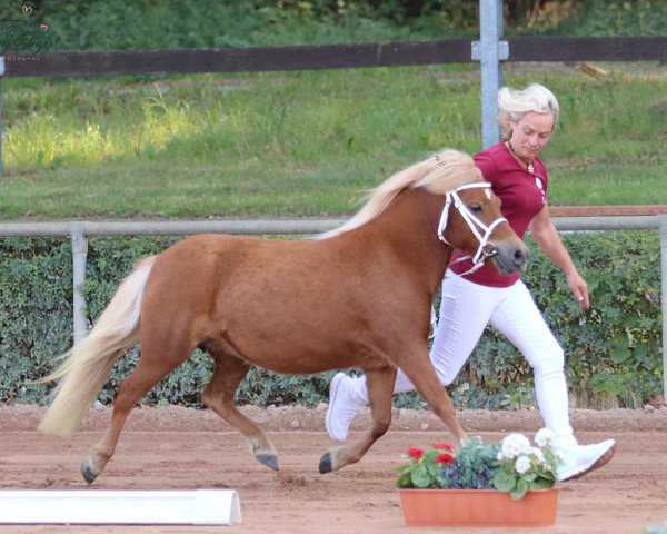 Zuchtstute Nova aus dem Wendland (Shetland Pony, 2016, von Georg)