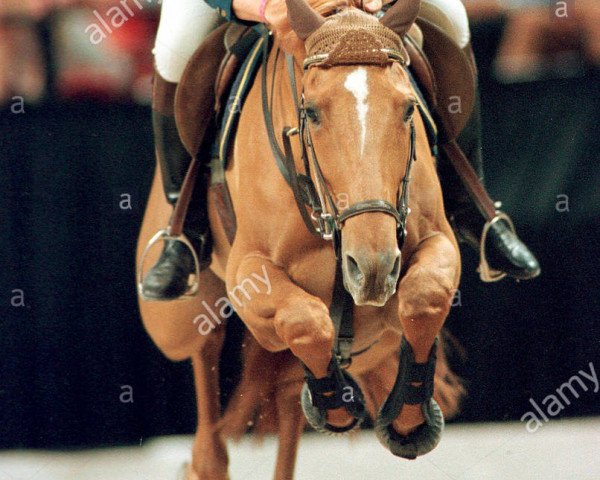 broodmare Amber du Montois (Selle Français, 1990, from Abdullah)