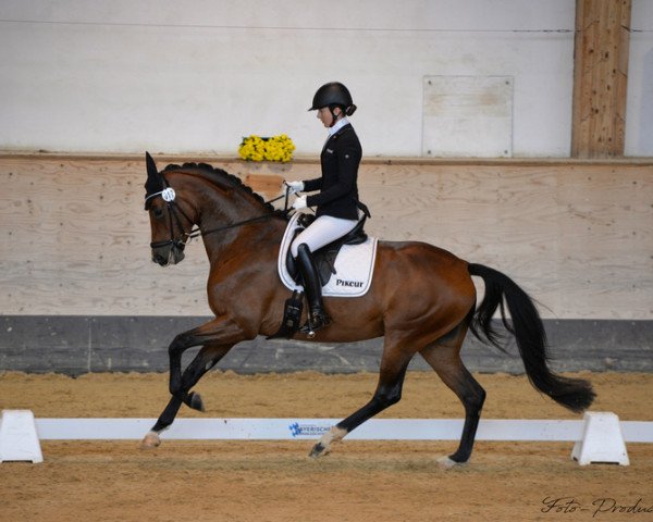 dressage horse Gut Wettlkam's Elsa (German Sport Horse, 2016, from Escolar)