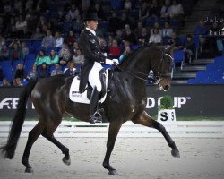 dressage horse Gut Wettlkam's Stand by Me OLD (Oldenburg, 2007, from Stedinger)