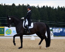 dressage horse Santiago 264 (Oldenburg, 2010, from San Amour I)