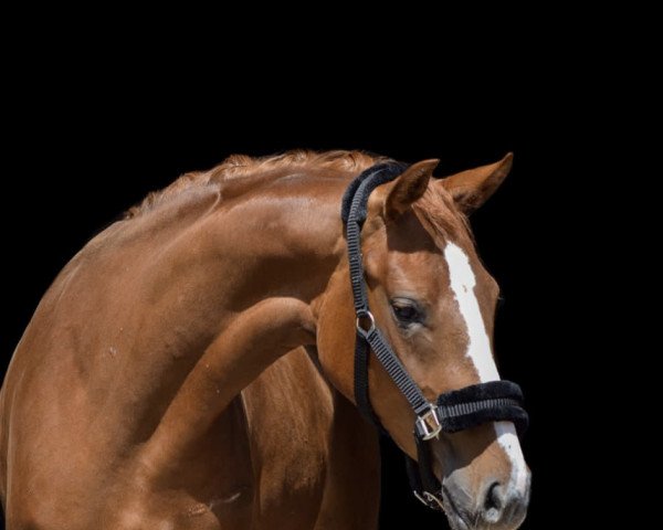 dressage horse Belle Rose 9 (Westphalian, 2018, from Baron)