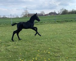 jumper Carnus GIH (Hanoverian, 2021, from Cornet de Semilly)