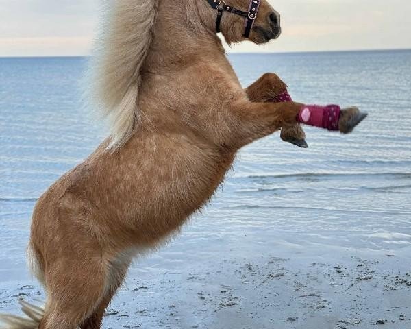 horse Tyra von Weiß (Shetland pony (under 87 cm), 2010, from Balduin)