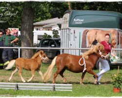 Pferd Nyana aus dem Wendland (Shetland Pony, 2018, von Mr. Mister aus dem Wendland PrH*)