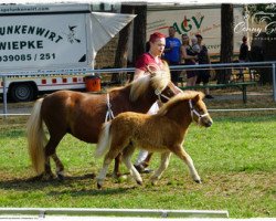 Pferd Gidefix aus dem Wendland (Shetland Pony, 2018, von Georg)