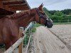 jumper Amazing Stakkita (Hanoverian, 2019, from Stolzenberg)