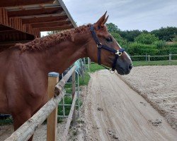 Springpferd Amazing Stakkita (Hannoveraner, 2019, von Stolzenberg)